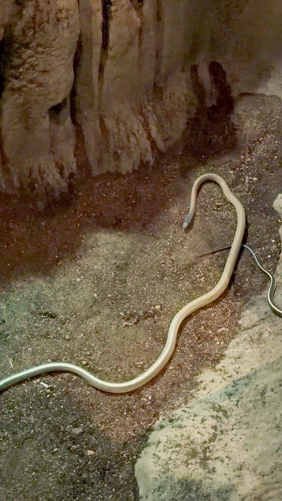 新加坡萬態野生動物世界巖洞探險之旅（圖片來源：GOtrip編輯部）