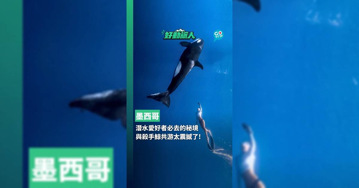 潛水愛好者必去的秘境 與殺手鯨共游太震撼了!