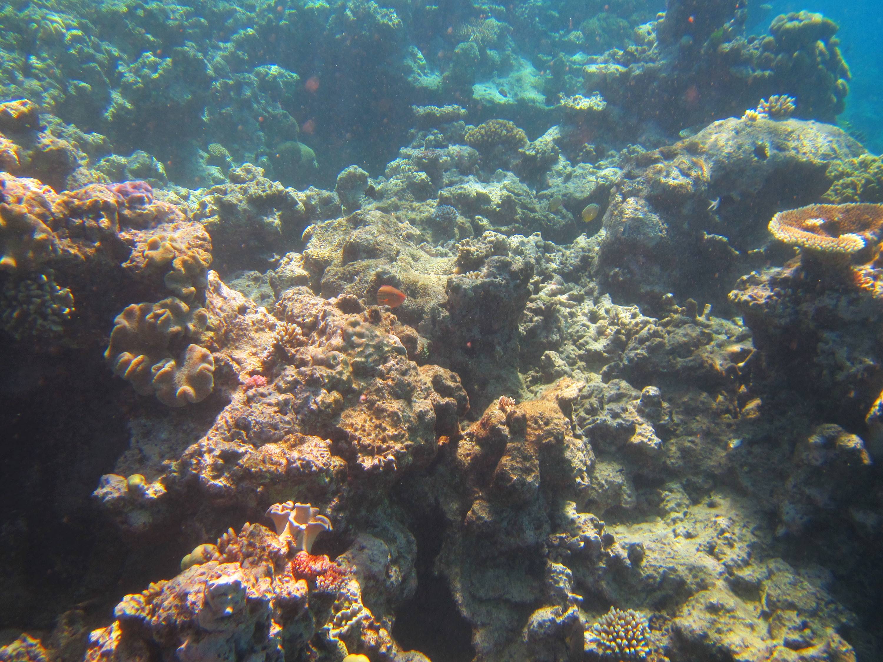 世界遺産之大堡礁(Great Barrier Reef)